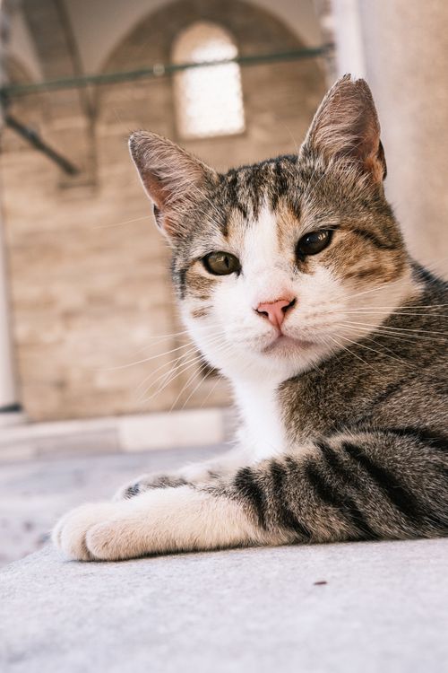 Free A relaxed tabby cat lying down with a serene expression, indoors. Stock Photo