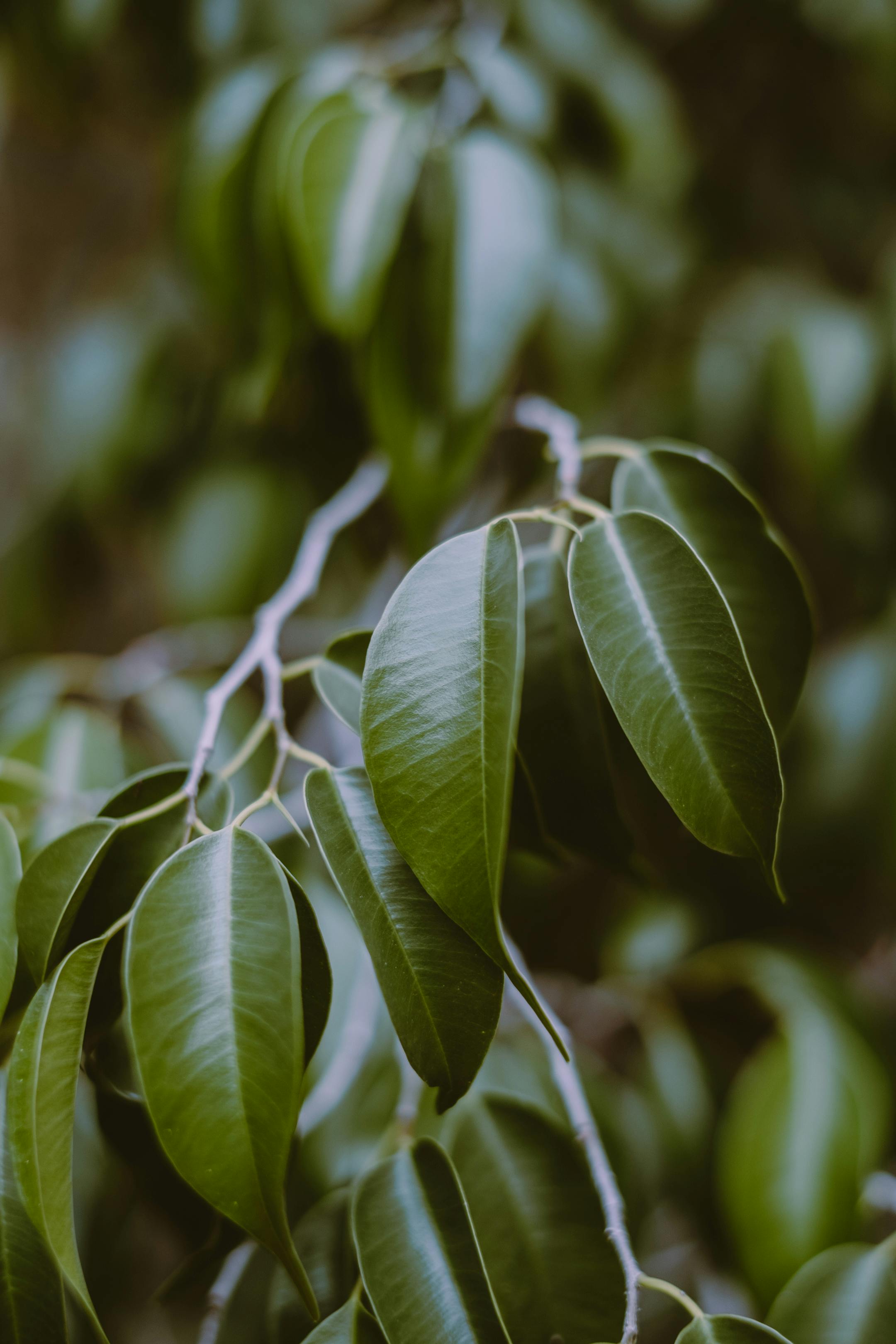 Shiny green leaves of exotic ficus tree · Free Stock Photo