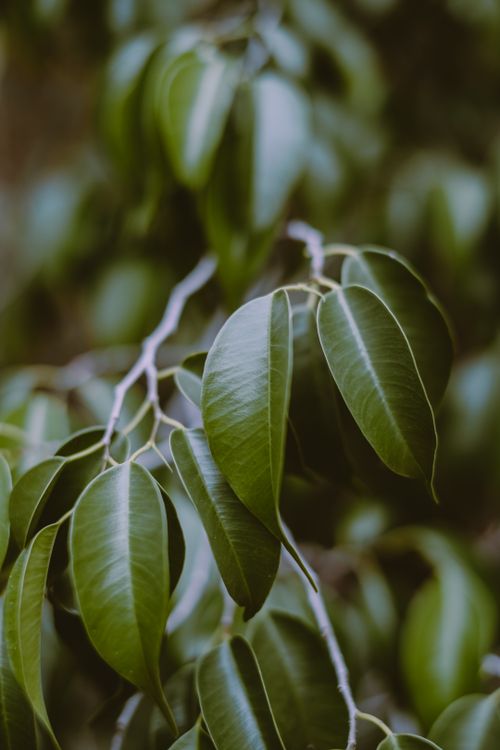 Free Closeup of beautiful fresh green leaves of evergreen Ficus benjamina tree growing in tropical garden Stock Photo