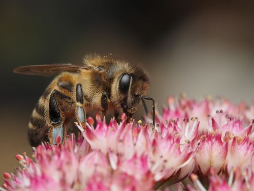 Free A detailed macro shot of a honeybee collecting nectar from pink flowers in a natural setting. Stock Photo