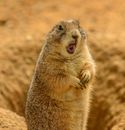 Funny cute furry Mexican prairie dog standing on hind legs with opened mouth near burrow