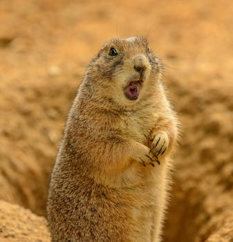 一只有趣可爱的毛茸茸的墨西哥土拨鼠用后腿站立，在洞穴旁张开了嘴