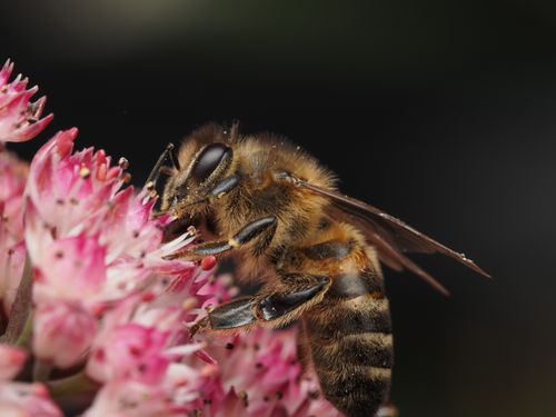 Free Macro image of a honeybee collecting nectar from pink blossoms, showcasing close details. Stock Photo