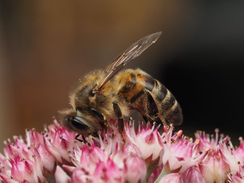 Free A detailed close-up image of a honey bee collecting nectar from vibrant pink flowers. Stock Photo