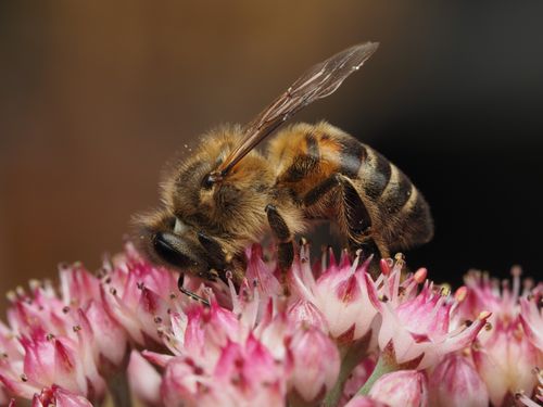 Free Macro shot of a honeybee collecting nectar from pink flowers, highlighting pollination. Stock Photo