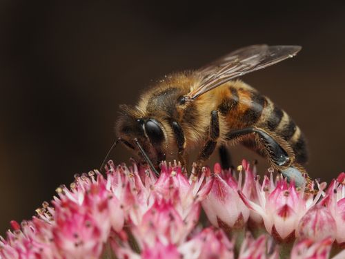 Free Detailed macro shot of a honeybee collecting nectar from pink flowers, showcasing nature's beauty. Stock Photo