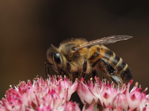Free Detailed macro shot of a honeybee on vibrant pink flowers, showcasing pollination process. Stock Photo