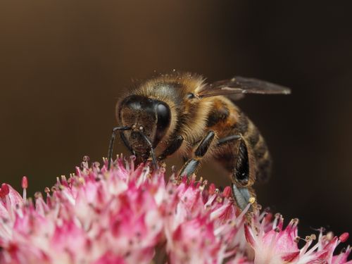 Free Macro shot of a honeybee pollinating pink blooms, showcasing nature's pollination process. Stock Photo