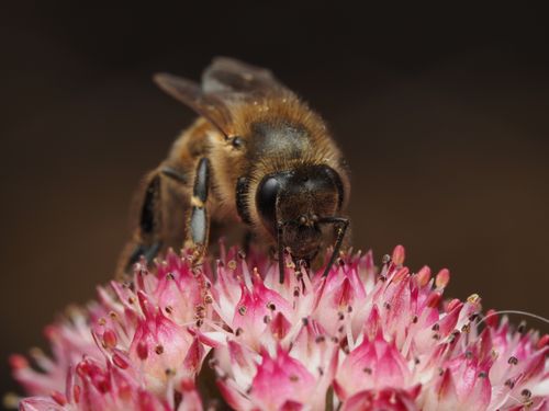 Free Macro shot of a bee pollinating vibrant pink flowers, showcasing nature's intricate beauty. Stock Photo