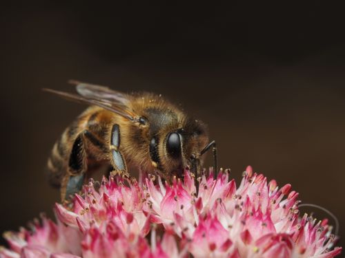 Free Macro photography capturing a honeybee collecting nectar from vibrant pink flowers with soft bokeh background. Stock Photo