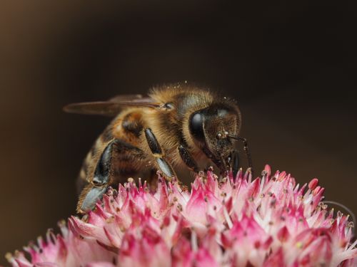 Free Detailed macro shot of a honeybee gathering nectar from a vibrant pink flower. Stock Photo