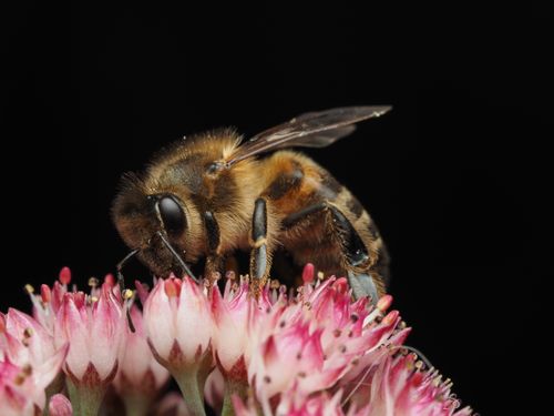 Free Detailed image of a honeybee collecting nectar from pink flowers, against a dark background. Stock Photo