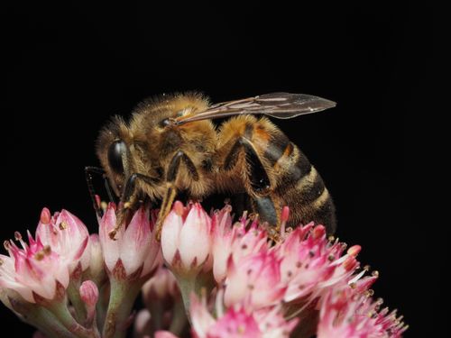 Free Macro photo of a honeybee (Apis mellifera) pollinating vibrant pink flowers in natural light. Stock Photo