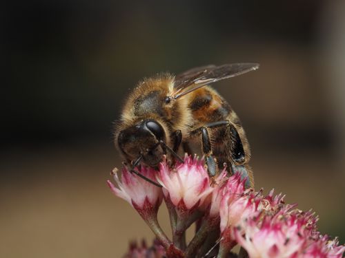 Free Macro shot of a honeybee on pink flowers, capturing pollination in detail. Stock Photo