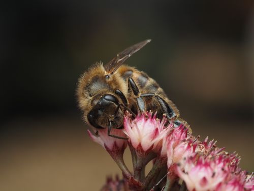 Free Detailed macro shot of a honeybee gathering nectar from a pink flower cluster. Stock Photo