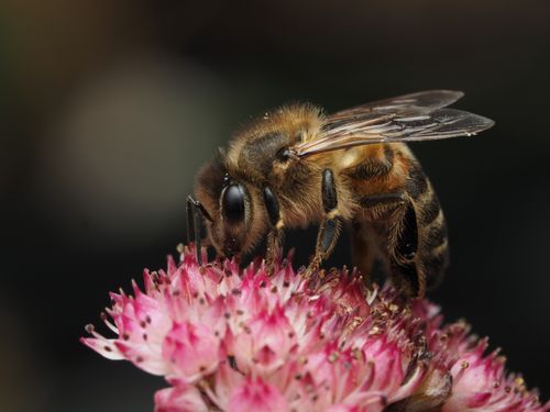 Free Detailed macro shot of a honey bee on a vibrant pink flower, showcasing intricate textures. Stock Photo