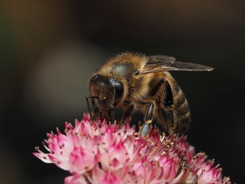Free Detailed macro photograph capturing a honeybee pollinating a pink sedum flower in natural light. Stock Photo