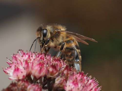 Free Detailed macro shot of a honeybee gathering nectar from pink flowers in daylight. Stock Photo