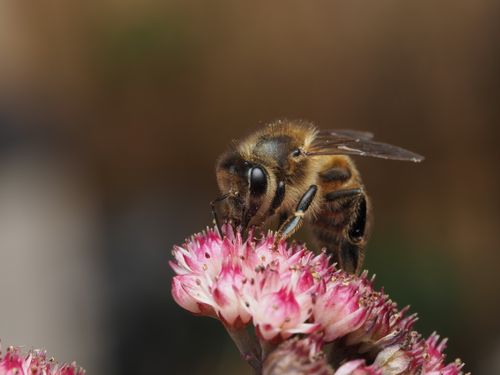 Free Macro shot of a honeybee collecting nectar from a pink flower, showcasing intricate details of the bee and blossom. Stock Photo