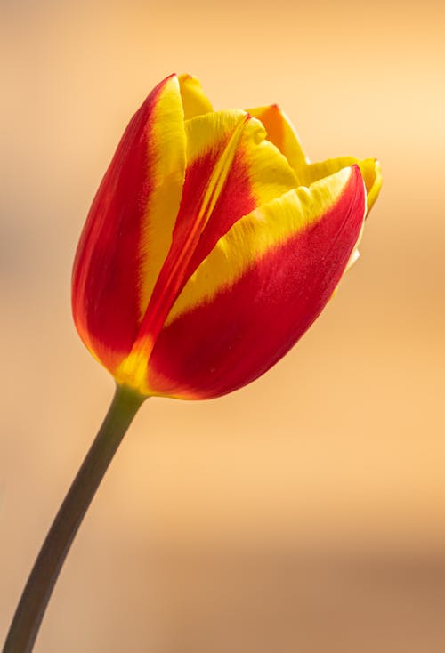Closeup of delicate red and yellow tulip growing in field against blurred sunset sky