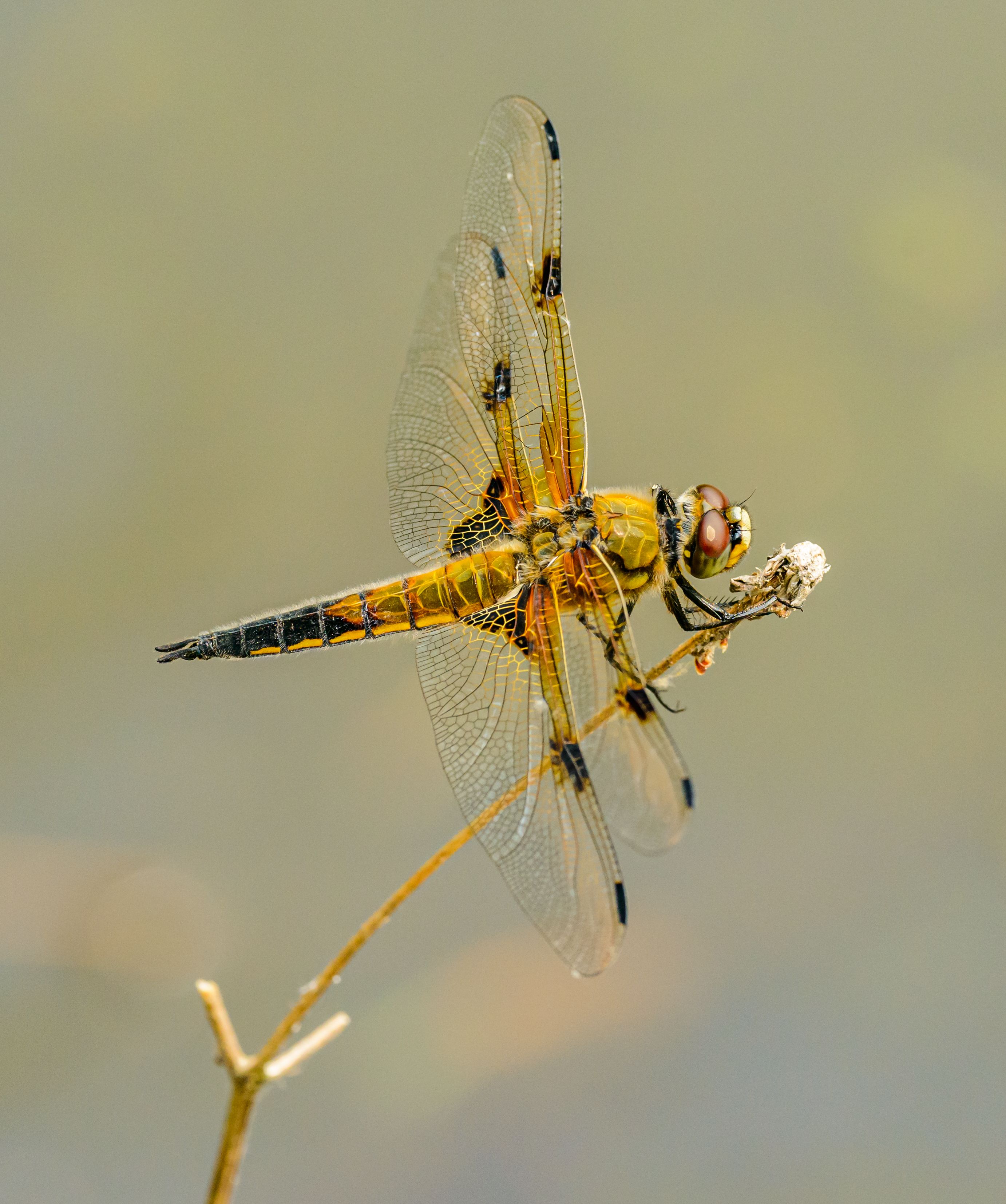 Yellow and Black Dragonfly on Brown Stem in Close Up Photography · Free ...