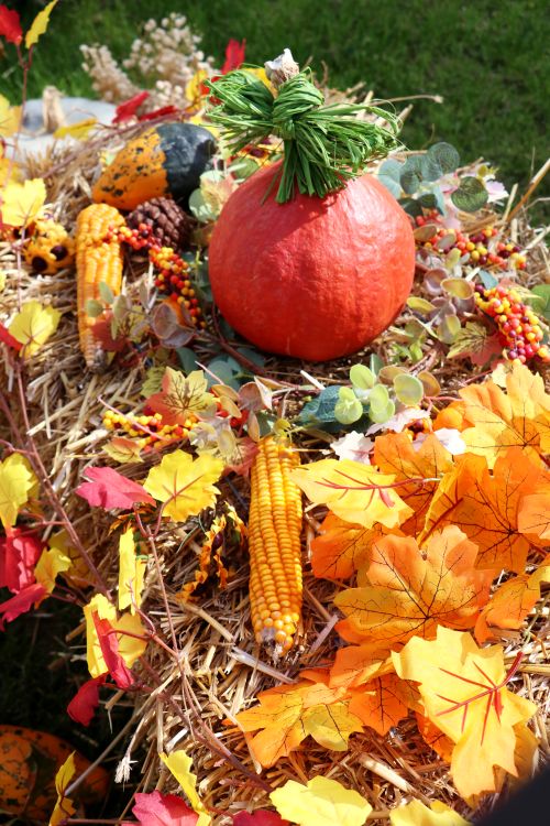 Free Colorful autumn harvest display with a pumpkin, corn, and leaves. Stock Photo