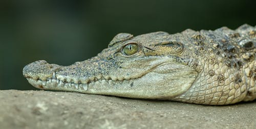 Brown Crocodile Lying on Ground