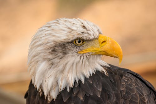 Foto profissional grátis de água-de-cabeça-branca, águia, animais selvagens