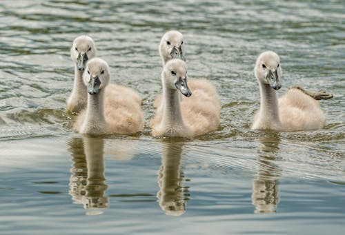 Patos Brancos Na água