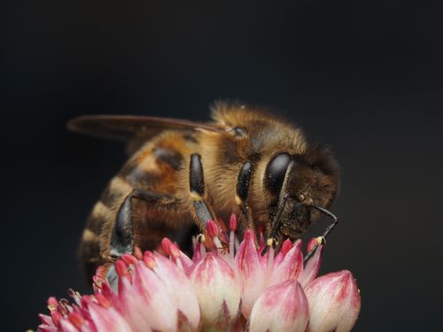 Free A detailed macro shot of a honeybee pollinating vibrant pink flower petals. Stock Photo