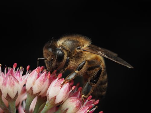 Free Macro shot of a honeybee collecting pollen from a pink flower against a black background. Stock Photo