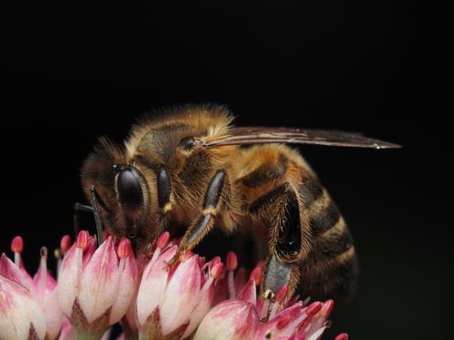Free Close-up of a honey bee collecting pollen from pink flowers against a black background. Stock Photo