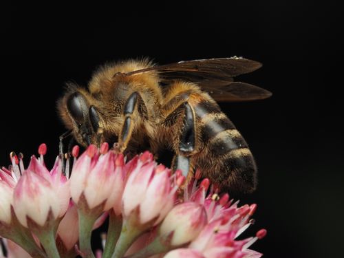 Free Detailed macro of a honeybee on a pink flower cluster against a dark backdrop. Stock Photo