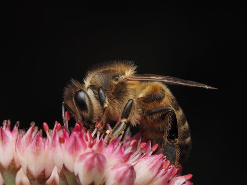 Free Detailed macro shot of a honeybee (Apis mellifera) collecting pollen from a pink flower. Stock Photo