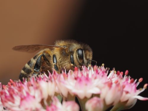 Free Detailed macro shot of a honeybee pollinating vibrant pink flowers. Stock Photo
