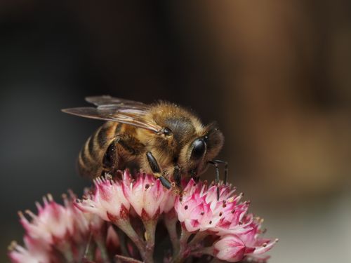 Free Macro image of a honeybee (Apis mellifera) gathering pollen from a pink flower. Stock Photo