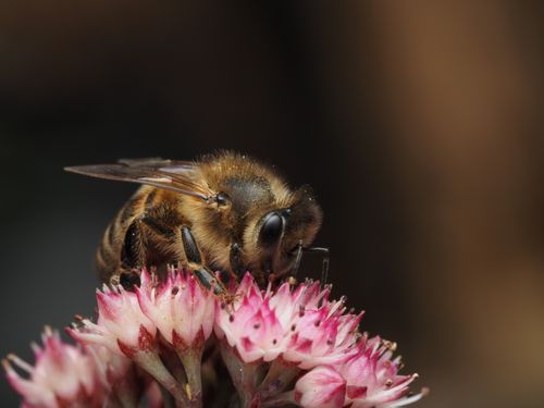 Free Close-up of a honeybee collecting nectar from a pink flower, showcasing detailed textures. Stock Photo