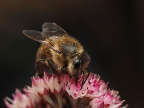 Free Macro shot of a bee collecting nectar from a pink flower, showcasing natural pollination. Stock Photo