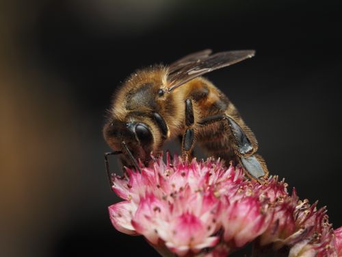Free Detailed macro photo of a honeybee (Apis mellifera) collecting nectar from a pink flower. Stock Photo