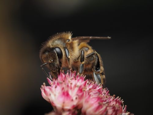 Free A detailed macro shot of a honeybee collecting nectar from a pink flower. Stock Photo