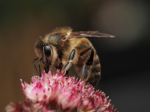 Free Macro shot of a honeybee (Apis mellifera) collecting nectar from a pink flower blossom. Stock Photo