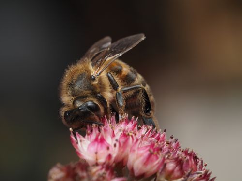 Free Macro shot of a honeybee (Apis mellifera) feeding on a pink flower, showcasing nature's intricacies. Stock Photo