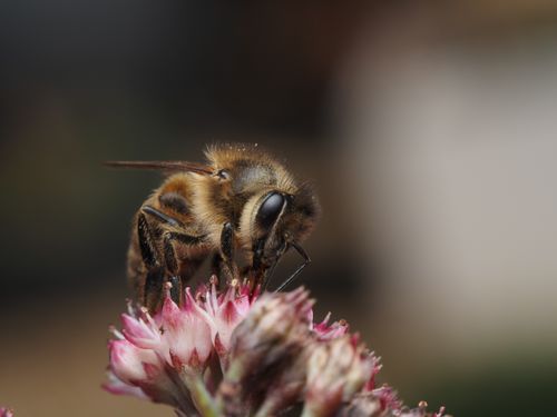 Free Close-up image of a honeybee on a pink flower, showcasing pollination. Stock Photo