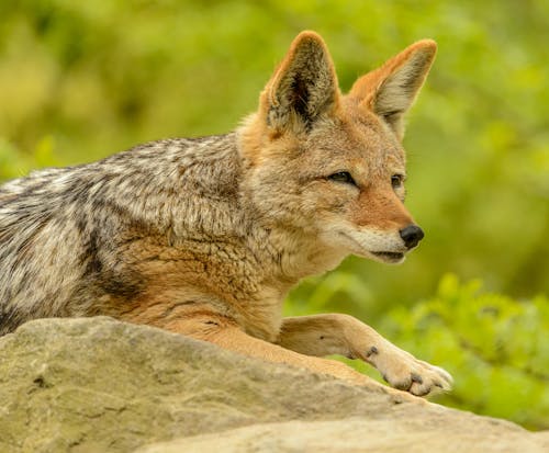 grátis Brown Fox Deitado Em Uma Rocha Foto profissional