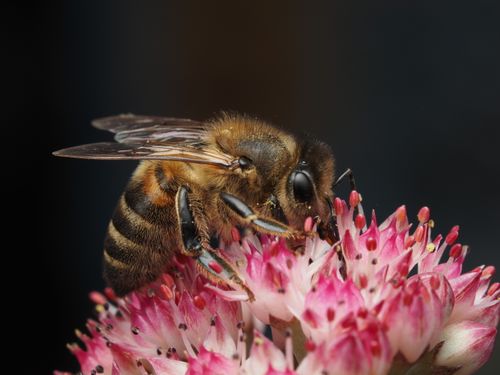 Free Detailed macro photograph of a honey bee collecting nectar from vibrant pink flowers. Stock Photo