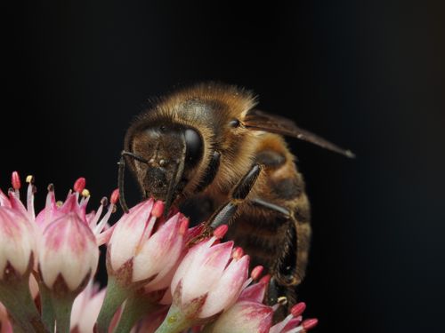 Free Detailed macro shot of a honeybee collecting nectar from pink flowers emphasizing pollination. Stock Photo