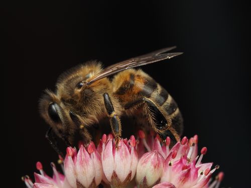 Free Detailed macro shot of a honeybee pollinating a flower, showcasing natural pollination process. Stock Photo