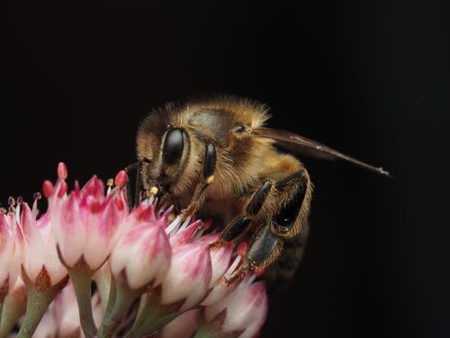 Free Macro photo of a honeybee collecting nectar from a pink flower. Stock Photo