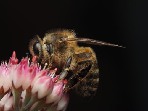 Free Macro shot of a honeybee collecting nectar from pink flowers, showcasing intricate details. Stock Photo