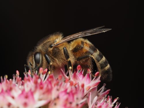 Free Close-up of a honey bee collecting pollen from a vibrant pink flower. Stock Photo